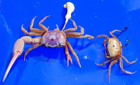 fiddler crab bait for sale